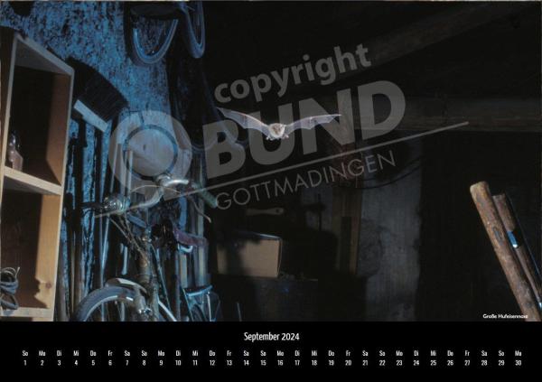 Fledermauskalender für 2023 - September